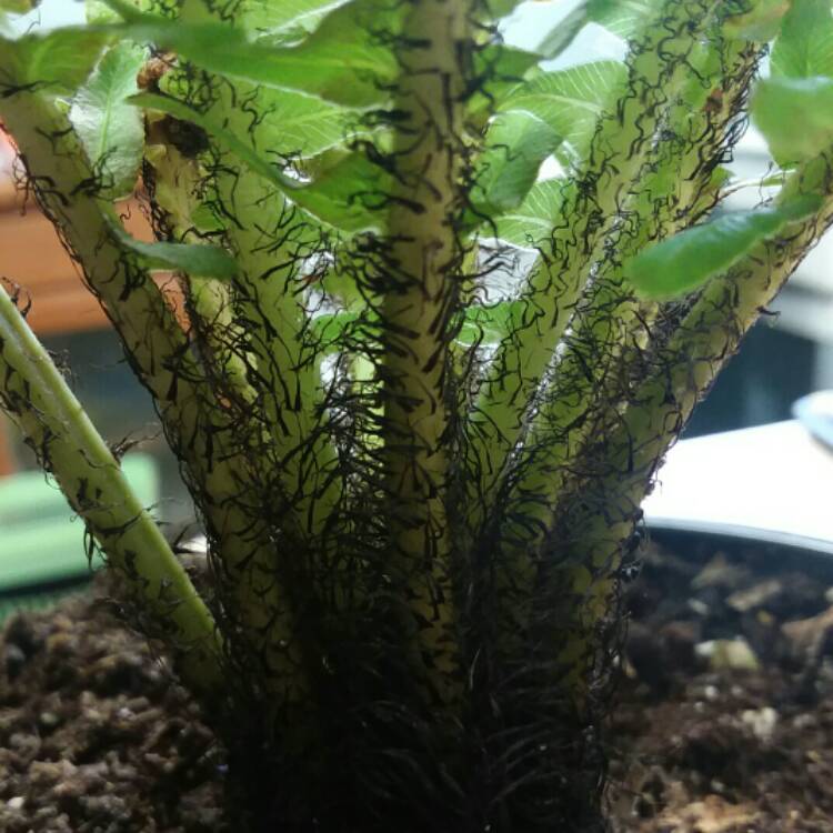 Plant image Blechnum Gibbum 'Silver Lady'