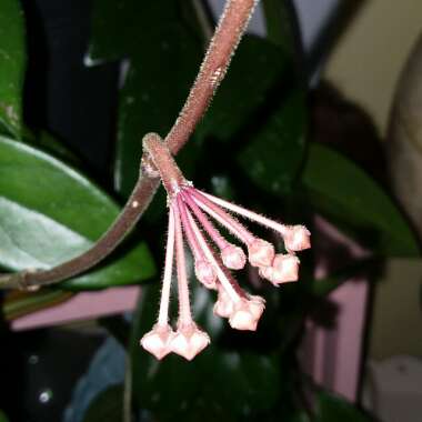 Hoya
