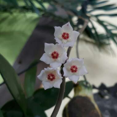 Hoya