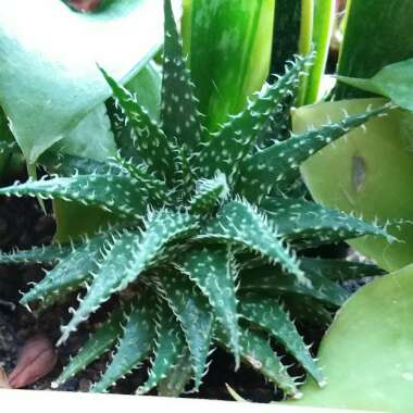 Aloe Haworthiodes X Descoingsii