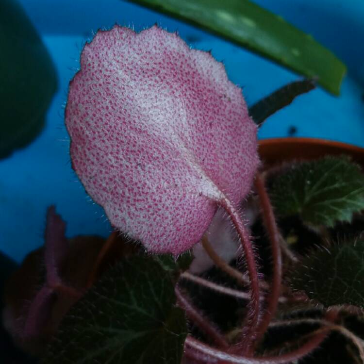 plant image 1229319 plant image 1229319