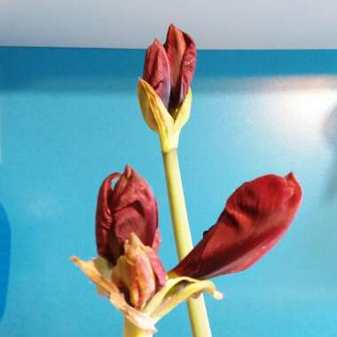 Hippeastrum