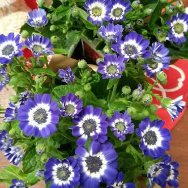 Pericallis x hybrida (Senetti Series)