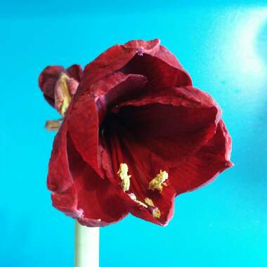 Hippeastrum 'Ferrari'