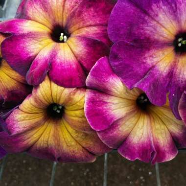 Petunia 'Wespebimost' (Crazytunia Series) syn. Petunia 'Moonstruck'