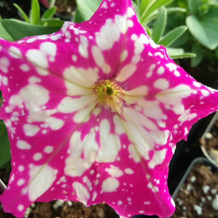 plant image 1250766 plant image 1250766