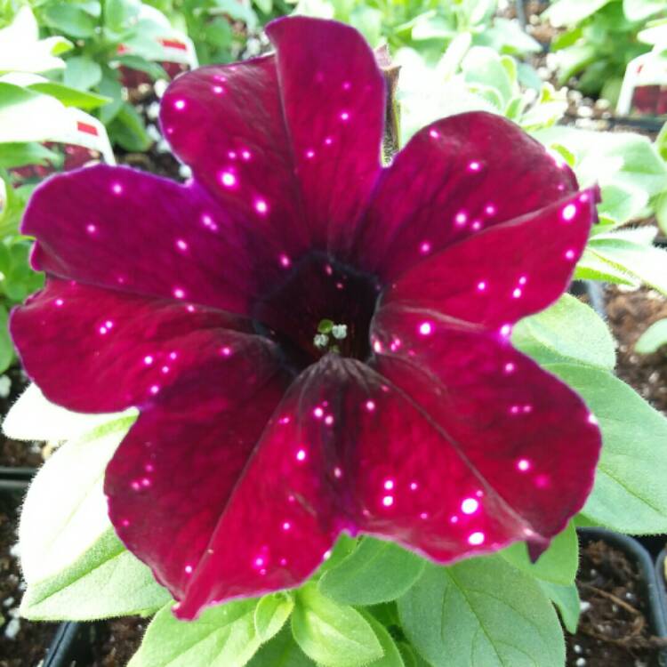 Plant image Petunia 'Kleph18389' syn. Petunia 'Starry Sky Burgundy', Petunia 'Headliner Starry Sky Burgundy'
