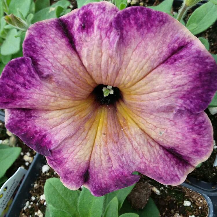 plant image 1260316