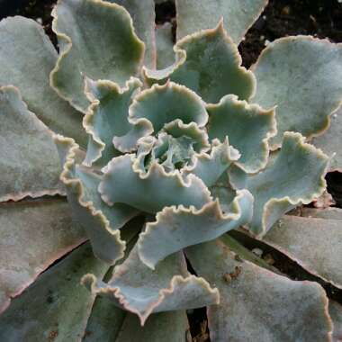 Echeveria Shaviana Pink Frills