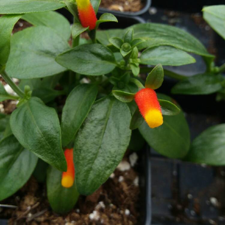 Plant image Manettia