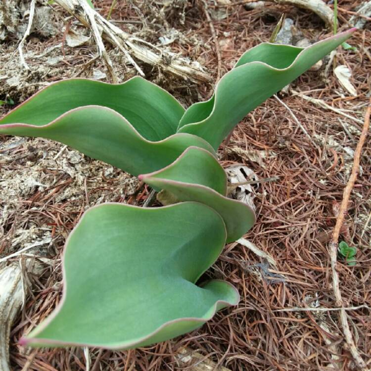 plant image 1261472