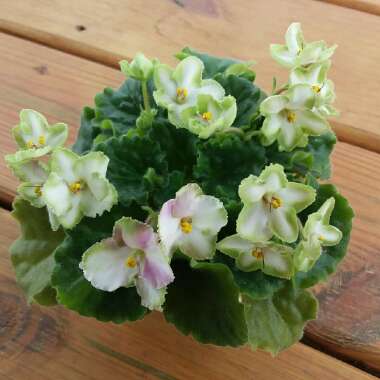 Streptocarpus sect. Saintpaulia  syn. Saintpaulia