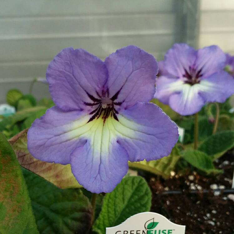 plant image 1271943