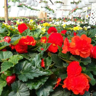 Begonia (Tuberous)