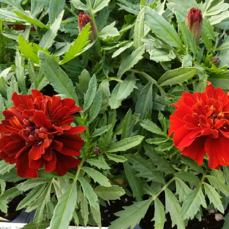 plant image 1278289