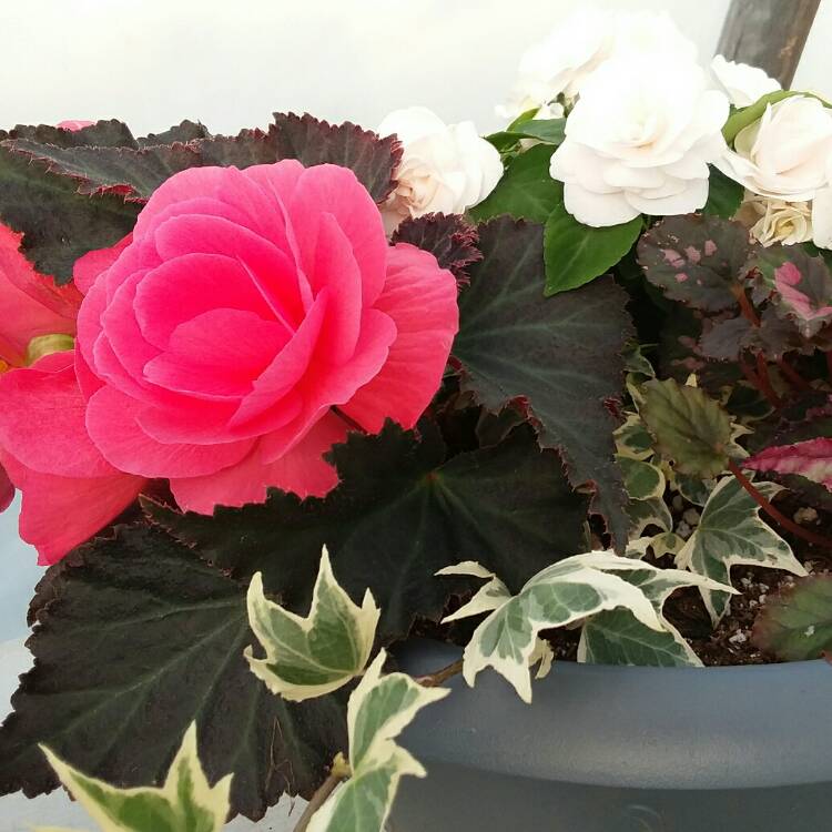 Plant image Begonia 'Nonstop Mocca Pink Shades' (Nonstop Mocca Series)