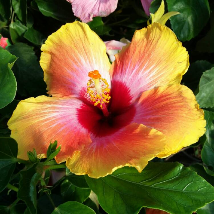 plant image 1281452