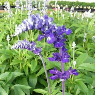 Salvia farinacea 'Cathedral Deep Blue'