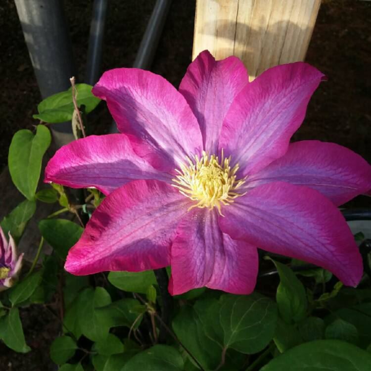 Plant image Clematis 'Pink Champagne'
