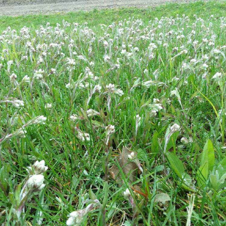 plant image 1298322