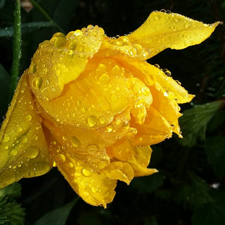 plant image 1308836