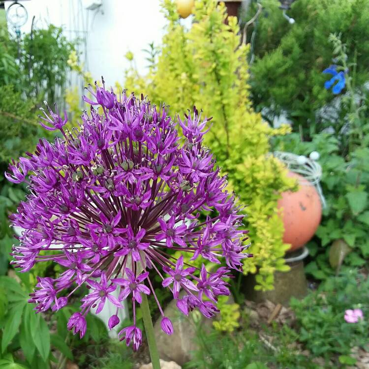 plant image 1317923 plant image 1317923