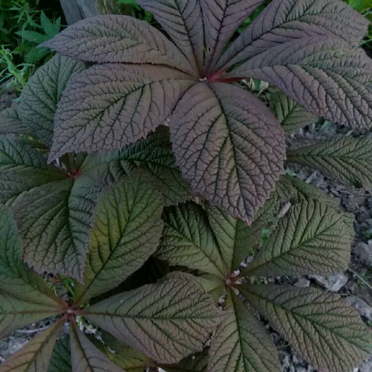 plant image 1318723