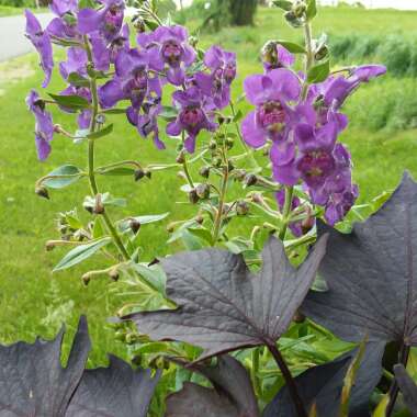 Angelonia