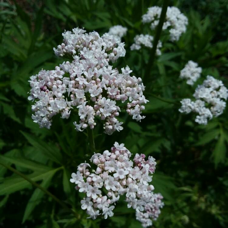 plant image 1325936