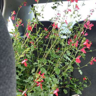 Salvia 'Hot Lips' syn. Salvia x jamensis 'Hot Lips', Salvia microphylla 'Hot Lips'
