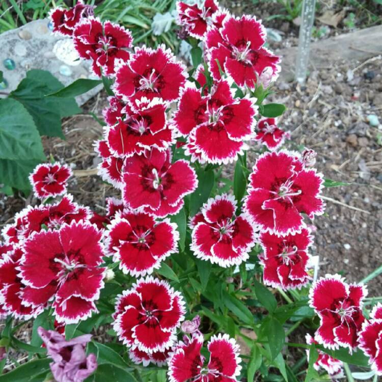 plant image 1334715