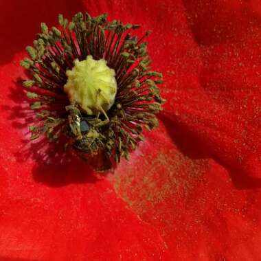 Papaver rhoeas