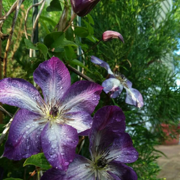 Plant image Clematis viticella 'venosa violacea'