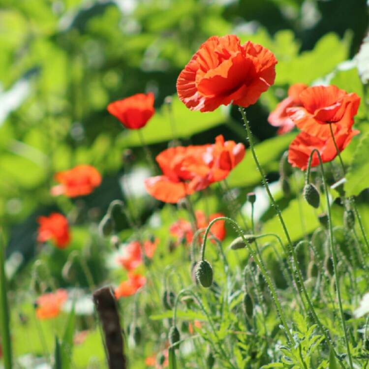 plant image 1345005 plant image 1345005