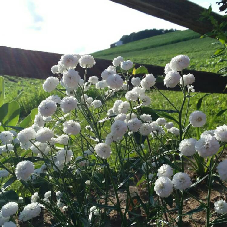 Plant image Achillea ptarmica