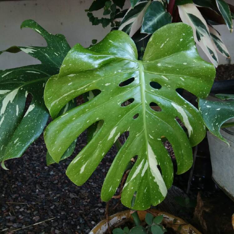 plant image 1354192 plant image 1354192