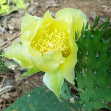 Opuntia