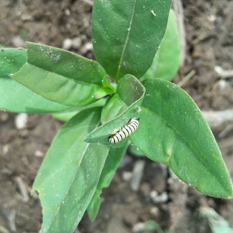 plant image 1356781