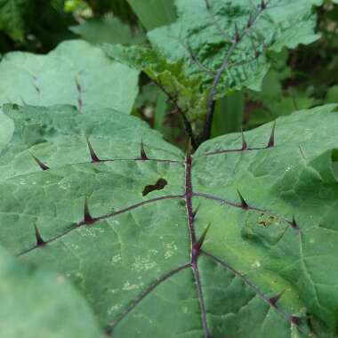 Solanum integrifolium