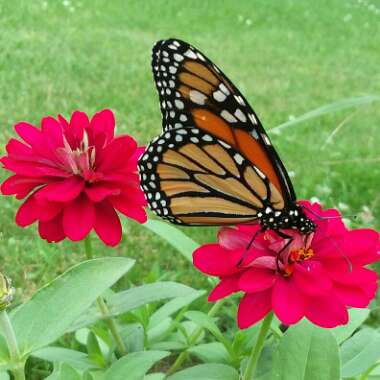 Zinnia 'Profusion Mix' (Profusion Series)