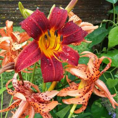 Hemerocallis