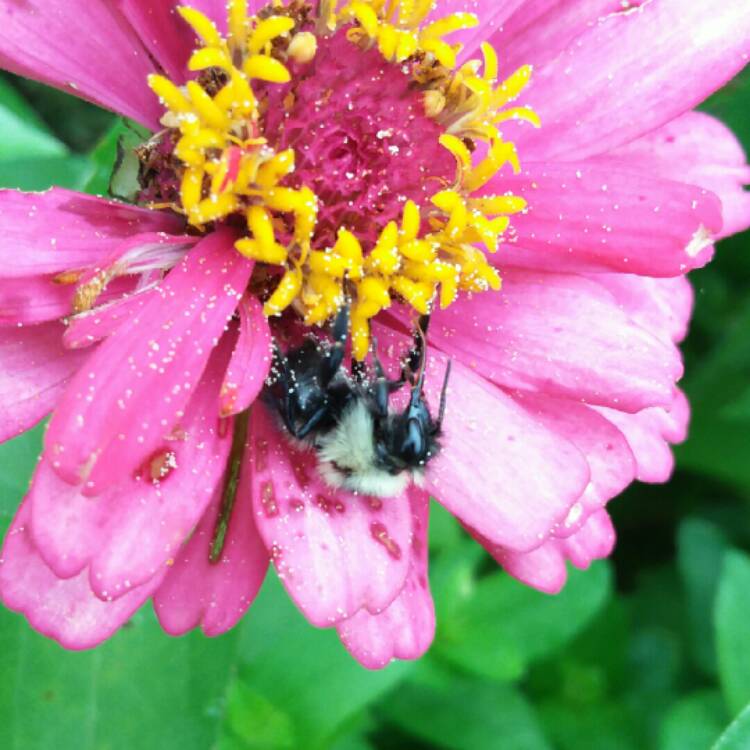 plant image 1362019 plant image 1362019