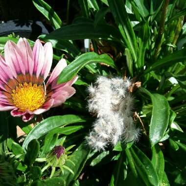Gazania