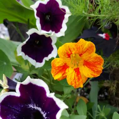 Tropaeolum majus
