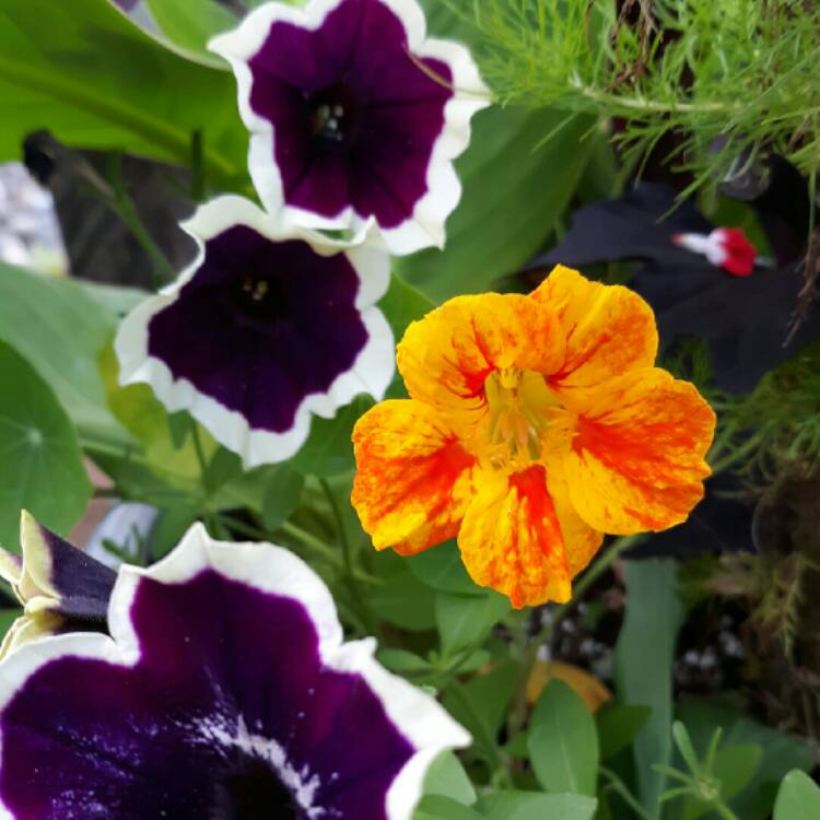 plant image 1370377 plant image 1370377