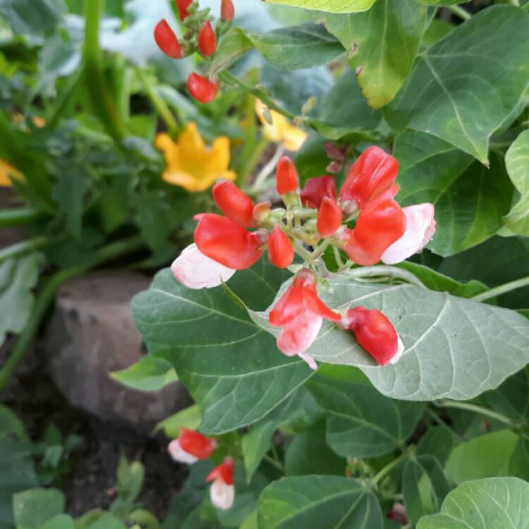 Plant image Phaseolus coccineus 'Painted Lady'