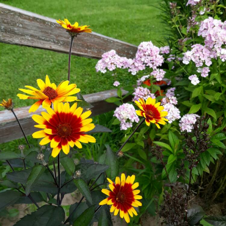 Plant image Heliopsis