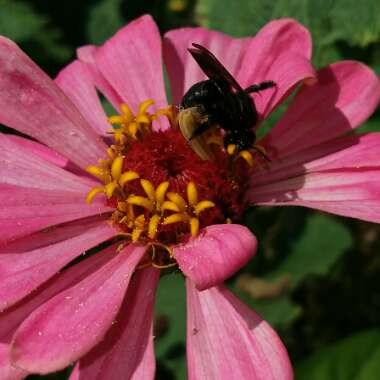 Zinnia elegans