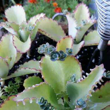 Kalanchoe daigremontiana syn. Bryophyllum daigremontianum