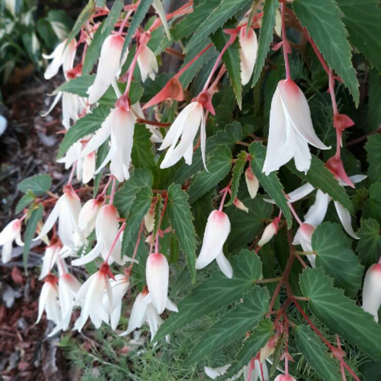Plant image Begonia boliviensis